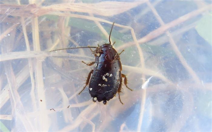 Loboptera sp.